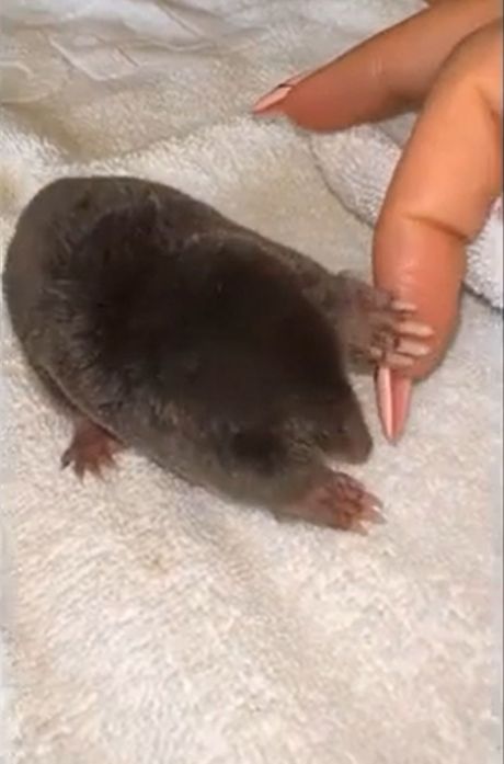 Jelena Karleuša, krtica