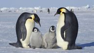 Topljenje antarktičkog morskog leda izaziva katastrofalan reproduktivni neuspeh za carske pingvine