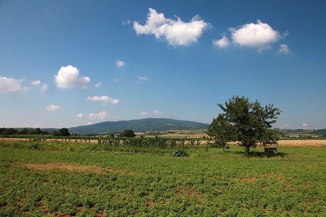 Bukovik planina