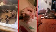 "To su moje bebe": Penzionerka živi u stanu sa 50 pacova, koji obožavaju da se kupaju u sudoperi