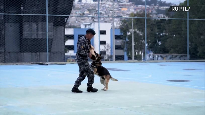 I u dobru i u zlu: Policajac usvojio svoju četvoronožnog saradnika u  penziji - Telegraf.rs