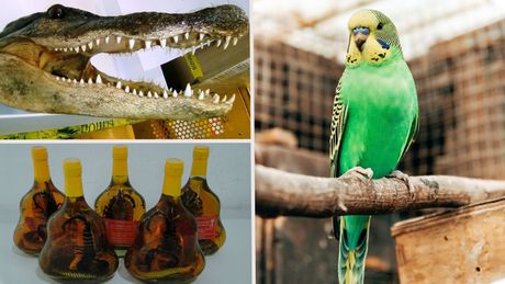 Carina glava aligatora, azijsko piće, zmija, škorpija krijumčarenje mladunaca na Gradini