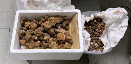 zaštićeni beli tartufi, zaplena, carina