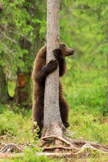 Finska, medved se penje na drvo
