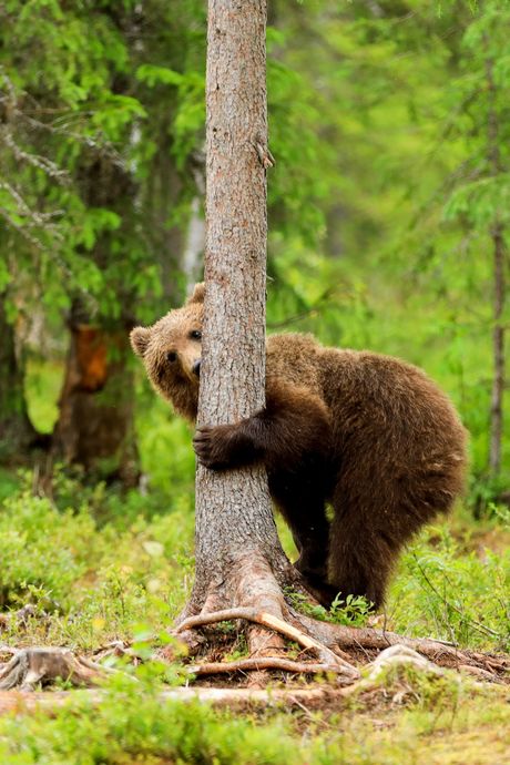 Finska, medved se penje na drvo
