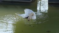 Dunav mu došao skoro do vrata, doplivali i labudovi da ih nahrani: Zapanjujuć prizor u Novom Sadu