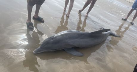 Uginuli delfin