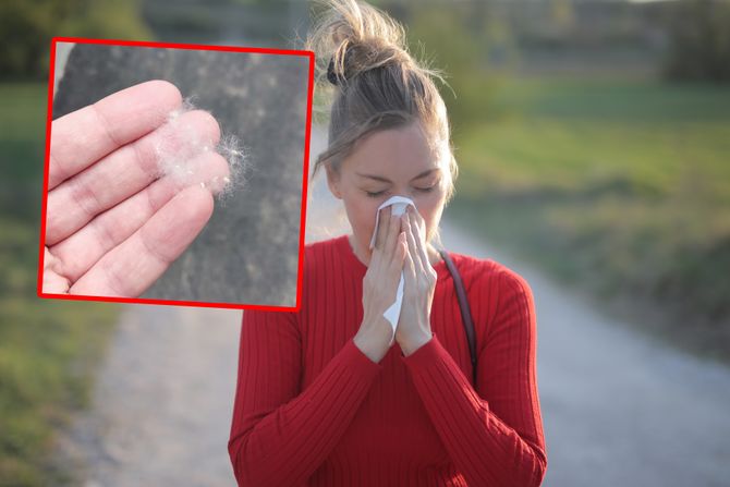 Mace topola Mace topola