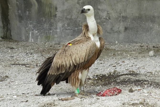 Beloglavi sup Beloglavi sup