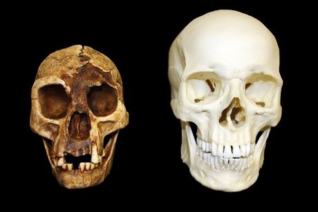 Hobiti, Homo floresiensis