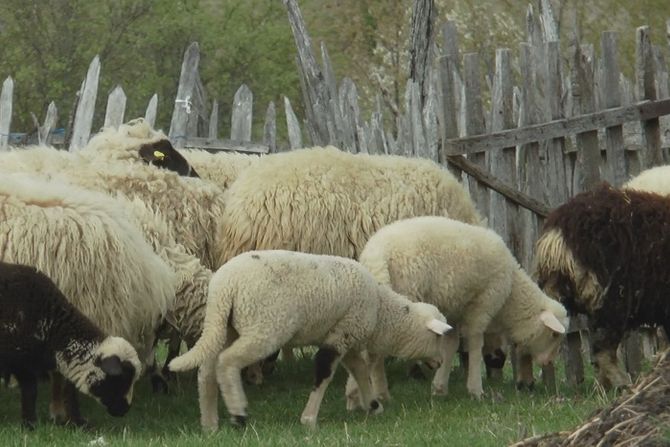 Krađa ovaca, Srezojevci, Gornjii Milanovac