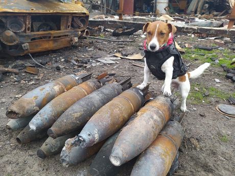 Patron pas Ukrajina potraga eksploziv granate