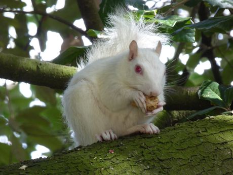 bela veverica albino