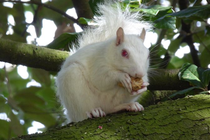 bela veverica albino