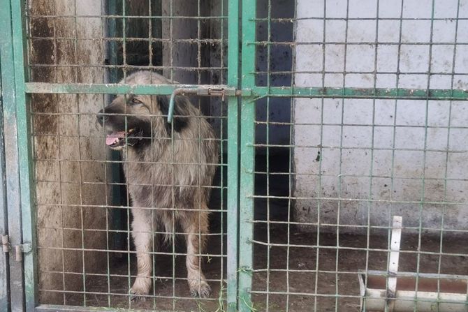 M K Aleksinac Ljupten šarplaninac pas napad žena Kristina Jovanović Slobodan suprug