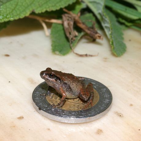 novootkrivena mala  žaba u meksiku