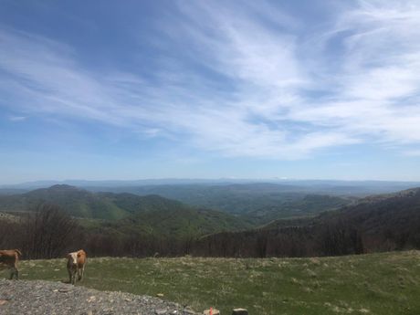 Ivanjica, Golija