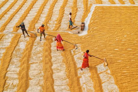 Habri, Zapadni Bengal, Indija polja pirinča, radnici