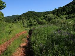 Planina Kalafat  kod Niša