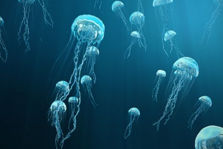meduze meduza