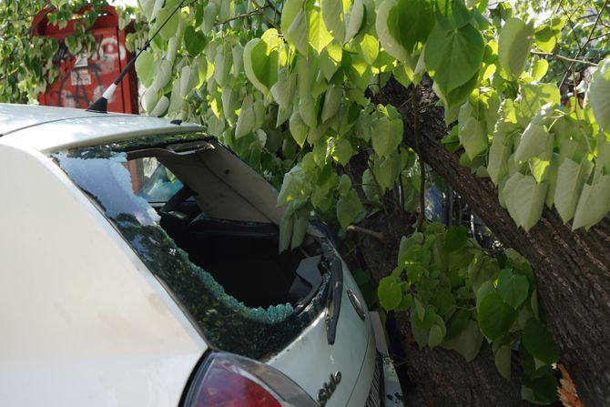 Palo drvo na Automobile