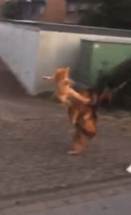 Karate mačka