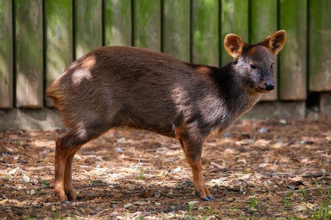 Pudu