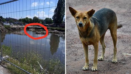 Smederevo, Smederevska tvrđava, dečaci spasili psa