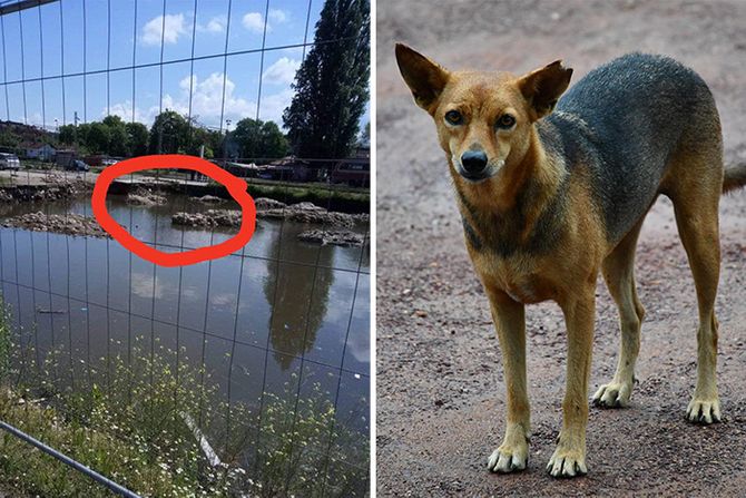 Smederevo, Smederevska tvrđava, dečaci spasili psa