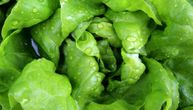 Držanje zelene salate u frižideru smanjuje rizik od kontaminacije ešerihijom