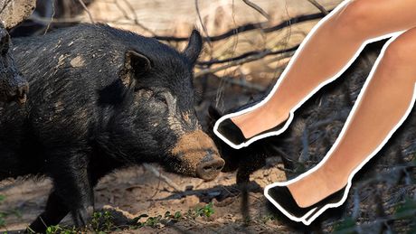 Divlje svinje žena noge napad