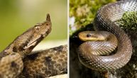 Tri pacijenta hospitalizovana u Mostaru: Ujele ih zmije otrovnice