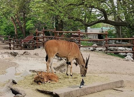Antilopa, Beo zoo vrt