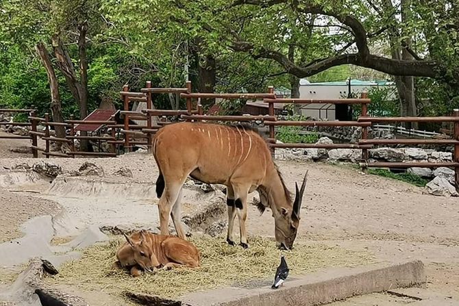 Antilopa, Beo zoo vrt