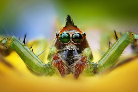 Neverovatne makro fotografije insekata