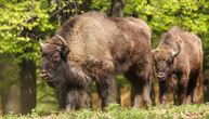 Uginuo predivni bizon Đuka sa Fruške gore: Razboleo se, čekaju se rezultati obdukcije