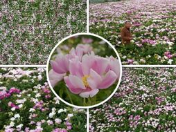 Polje božura u Kini