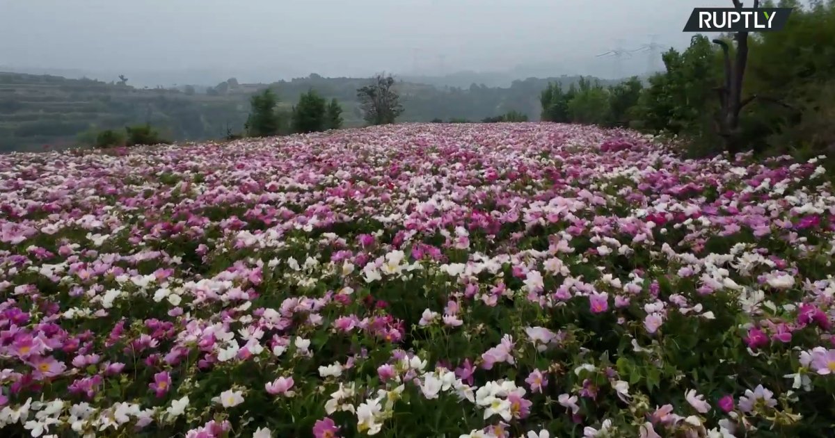 Srbi obožavaju ovaj cvet koji cveta i do 15 godina: Veruje se da štiti kuću od zla i donosi sreću ženama