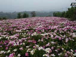 Polje božura u Kini