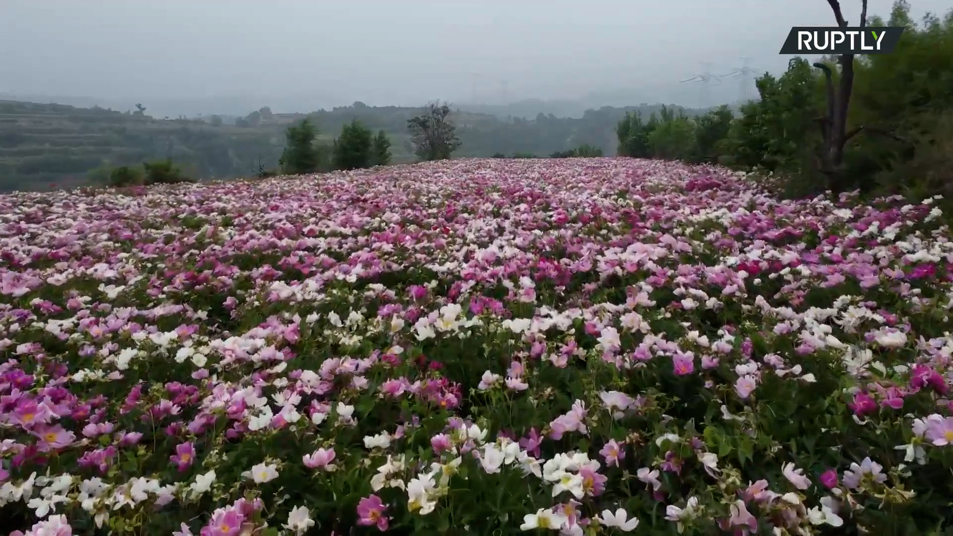 Srbi obožavaju ovaj cvet koji cveta i do 15 godina: Veruje se da štiti kuću od zla i donosi sreću ženama