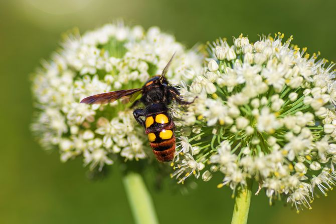 Mamutska osa, Megascolia maculata