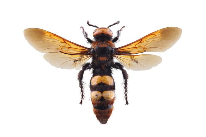 Mamutska osa, Megascolia maculata