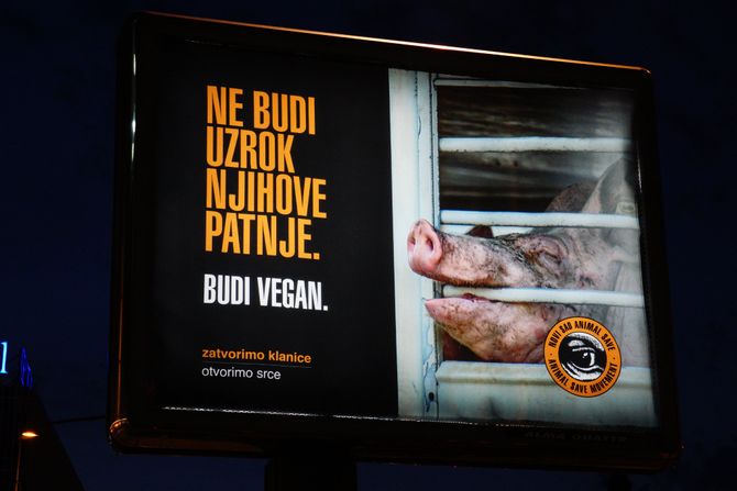 vegan, svinja, bilbord, Novi Sad