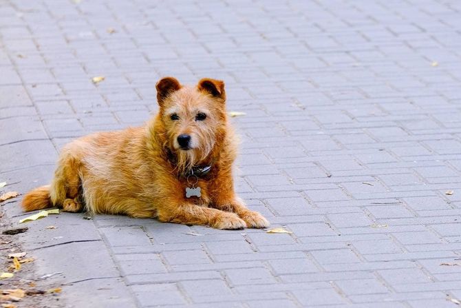 Senka, pas, Novi Sad