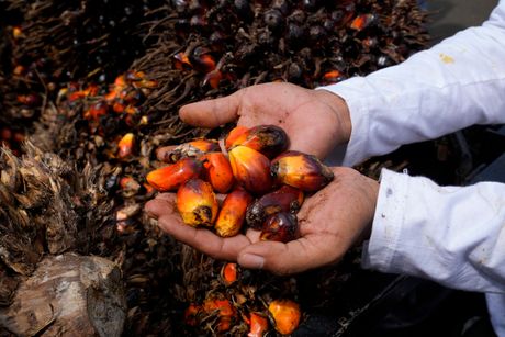 Indonezijski protest protiv palminog ulja