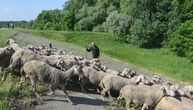 Vojnik vojnim vozilom udario u stado ovaca, a vlasnik će platiti kaznu: Ubijeno 11 životinja