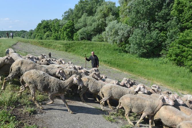 Pančevo okolina stado ovaca