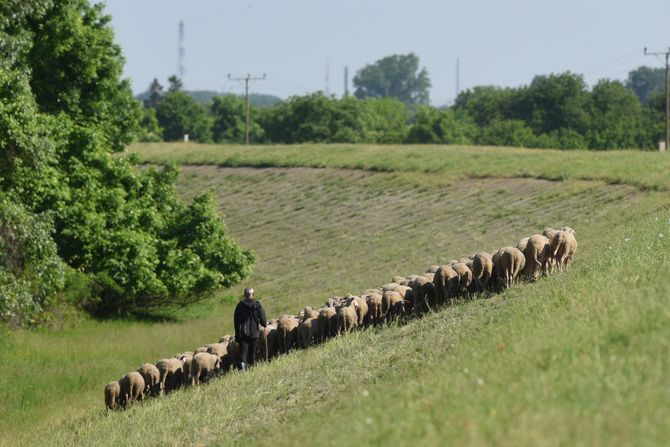 Pančevo okolina stado ovaca