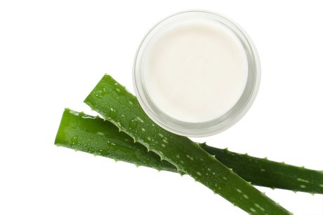 aloe vera aloe vera