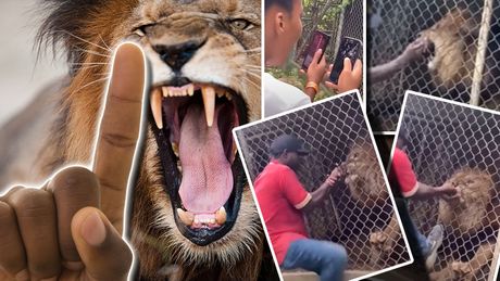 Jamajka zoo čuvar lav prst